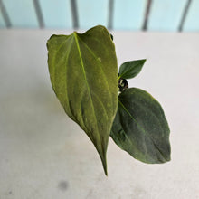 Load image into Gallery viewer, #H38 Anthurium Portillae