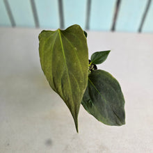 Load image into Gallery viewer, #H38 Anthurium Portillae