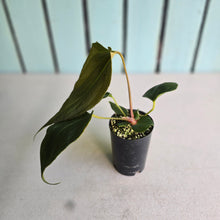 Load image into Gallery viewer, #H38 Anthurium Portillae