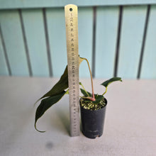 Load image into Gallery viewer, #H38 Anthurium Portillae