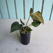 Load image into Gallery viewer, #H38 Anthurium Portillae