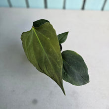 Load image into Gallery viewer, #H38 Anthurium Portillae
