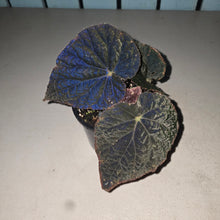 Load image into Gallery viewer, #RD15 Begonia 'Black Narcissus'