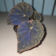 Load image into Gallery viewer, #RD15 Begonia 'Black Narcissus'