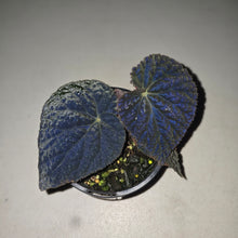 Load image into Gallery viewer, #R107 Begonia 'Black Narcissus'