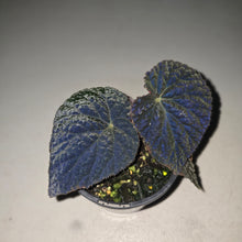 Load image into Gallery viewer, #R107 Begonia 'Black Narcissus'