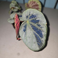 Load image into Gallery viewer, #RB24 Begonia Burkillii Silver