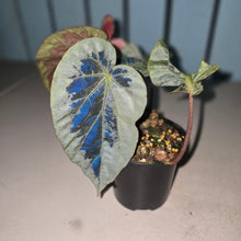 Load image into Gallery viewer, #RB24 Begonia Burkillii Silver