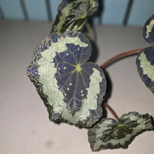 Load image into Gallery viewer, #D118 Begonia Unknown
