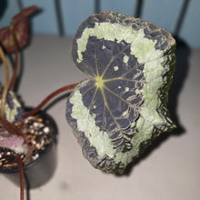 Load image into Gallery viewer, #D118 Begonia Unknown