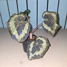 Load image into Gallery viewer, #D118 Begonia Unknown
