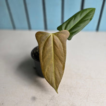 Load image into Gallery viewer, #H30 Anthurium Truncicola x Forgetii
