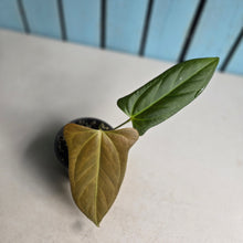 Load image into Gallery viewer, #H30 Anthurium Truncicola x Forgetii
