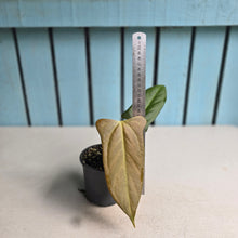 Load image into Gallery viewer, #H30 Anthurium Truncicola x Forgetii