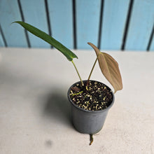 Load image into Gallery viewer, #H30 Anthurium Truncicola x Forgetii