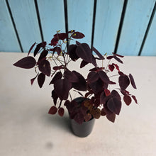 Load image into Gallery viewer, #41 Oxalis Hedysaroides - Fire Fern