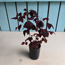 Load image into Gallery viewer, #41 Oxalis Hedysaroides - Fire Fern