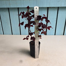 Load image into Gallery viewer, #41 Oxalis Hedysaroides - Fire Fern