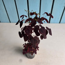 Load image into Gallery viewer, #111 Oxalis Hedysaroides - Fire Fern