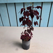 Load image into Gallery viewer, #111 Oxalis Hedysaroides - Fire Fern