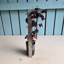 Load image into Gallery viewer, #111 Oxalis Hedysaroides - Fire Fern