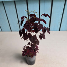 Load image into Gallery viewer, #111 Oxalis Hedysaroides - Fire Fern