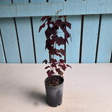 Load image into Gallery viewer, #111 Oxalis Hedysaroides - Fire Fern