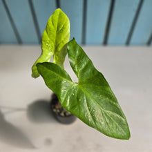 Load image into Gallery viewer, #B16 Alocasia Aequiloba