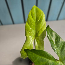 Load image into Gallery viewer, #B16 Alocasia Aequiloba