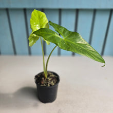 Load image into Gallery viewer, #B16 Alocasia Aequiloba