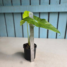 Load image into Gallery viewer, #B16 Alocasia Aequiloba