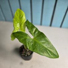 Load image into Gallery viewer, #B16 Alocasia Aequiloba