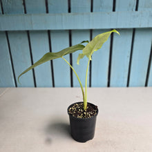 Load image into Gallery viewer, #B16 Alocasia Aequiloba
