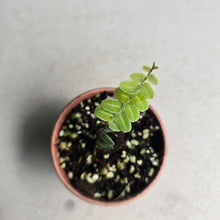 Load image into Gallery viewer, #G3 Marcgravia Umbellata
