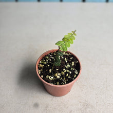 Load image into Gallery viewer, #G3 Marcgravia Umbellata
