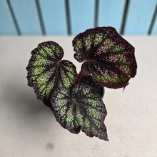 Load image into Gallery viewer, #G20 Begonia Unknown