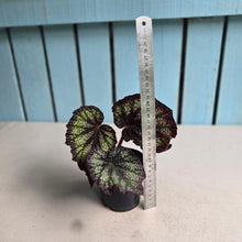 Load image into Gallery viewer, #G20 Begonia Unknown