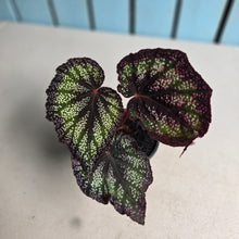 Load image into Gallery viewer, #G20 Begonia Unknown