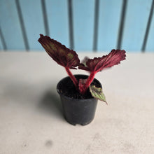 Load image into Gallery viewer, #G20 Begonia Unknown