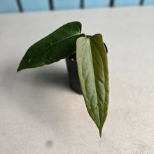 Load image into Gallery viewer, #H94 Anthurium Truncicola x Forgetii