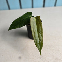 Load image into Gallery viewer, #H94 Anthurium Truncicola x Forgetii