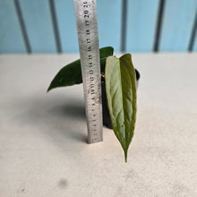 Load image into Gallery viewer, #H94 Anthurium Truncicola x Forgetii