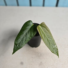 Load image into Gallery viewer, #H94 Anthurium Truncicola x Forgetii