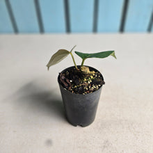 Load image into Gallery viewer, #H94 Anthurium Truncicola x Forgetii