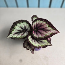 Load image into Gallery viewer, #B89 Begonia Unknown