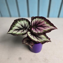 Load image into Gallery viewer, #B89 Begonia Unknown