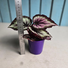 Load image into Gallery viewer, #B89 Begonia Unknown