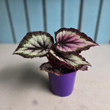 Load image into Gallery viewer, #B89 Begonia Unknown