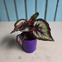 Load image into Gallery viewer, #B89 Begonia Unknown