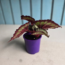 Load image into Gallery viewer, #B89 Begonia Unknown